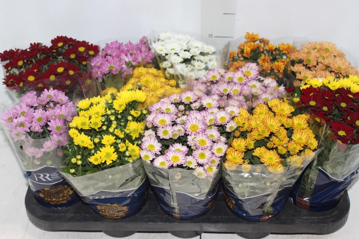 <h4>CRISANTEMO MINI P11</h4>