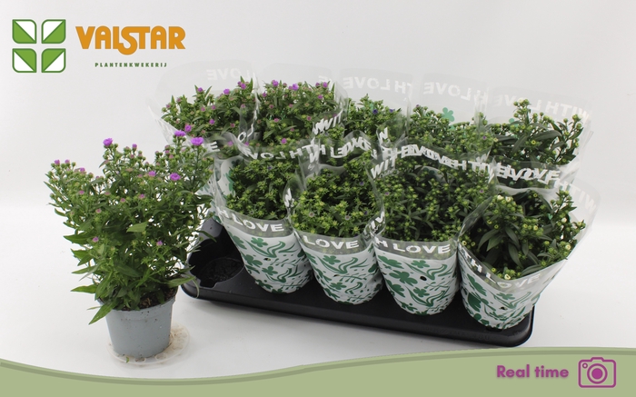 <h4>ASTE STARL GEM</h4>