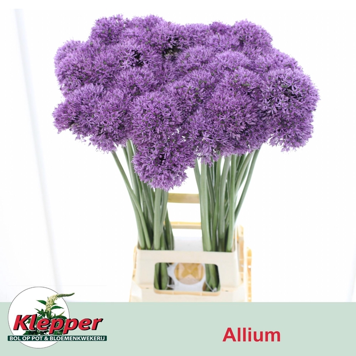 <h4>ALLIUM GLADIATOR</h4>