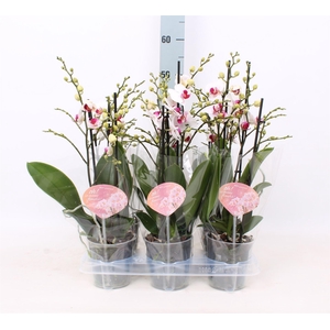 Phalaenopsis multi. 'FC Safe Haven'