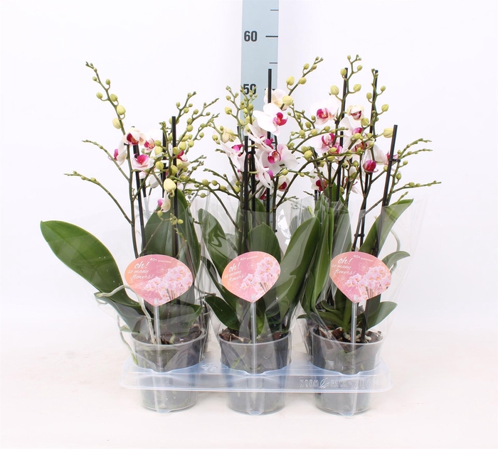 <h4>Phalaenopsis multi. 'FC Safe Haven'</h4>