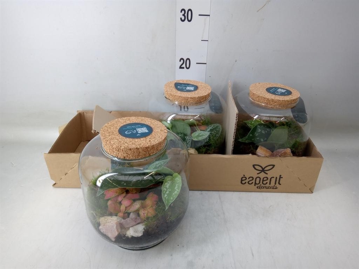 <h4>Arr. Planten H%</h4>