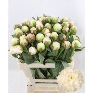 PAEO L BOWL OF CREAM