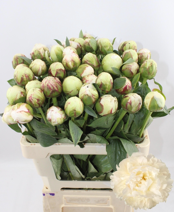 <h4>PAEO L BOWL OF CREAM</h4>