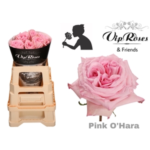 R GR PINK O HARA x25