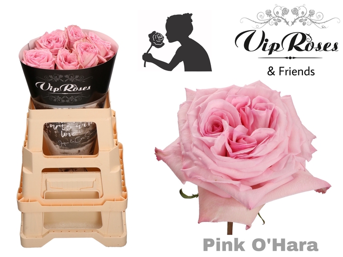 <h4>R GR PINK O HARA x25</h4>