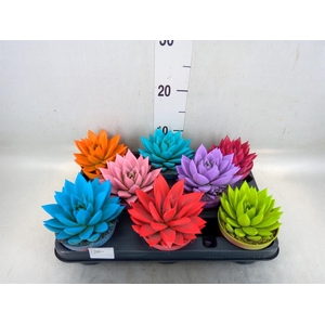 Echeveria  'Miranda'