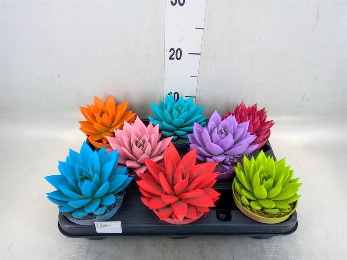 <h4>Echeveria  'Miranda'</h4>