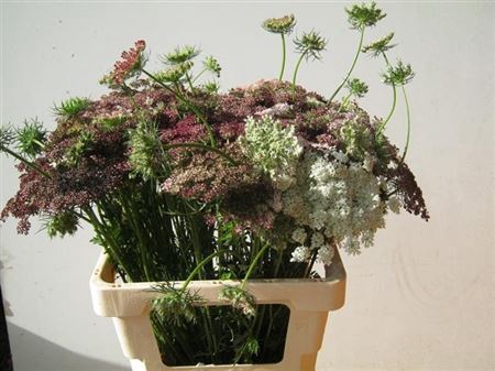 <h4>Daucus Carota Dara</h4>