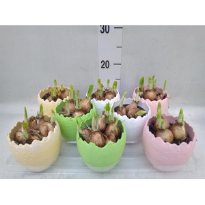 Arr.  Narcissus Tete Tete L%