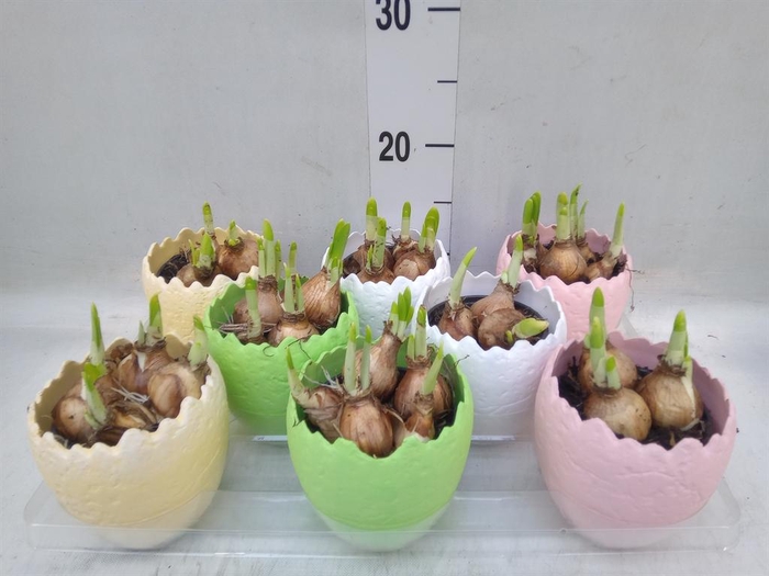 <h4>Arr.  Narcissus Tete Tete L%</h4>