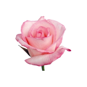 ROSA VANIA 050 CM ESTUFA