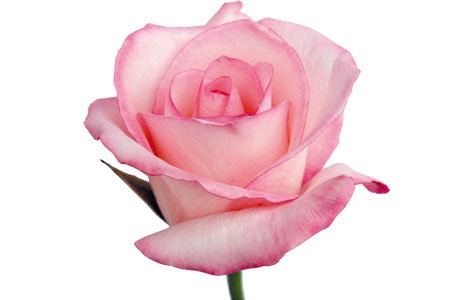 ROSA VANIA 050 CM ESTUFA