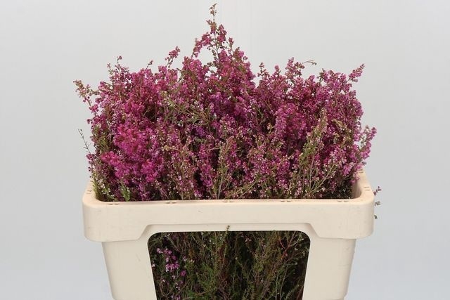 <h4>ERICA BICOLOR LILA</h4>