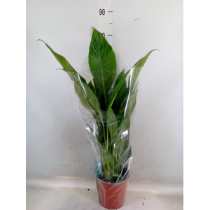 Spathiphyllum  'Bingo Cupido'