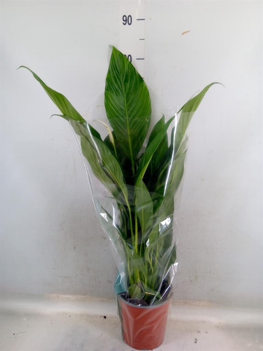 <h4>Spathiphyllum  'Bingo Cupido'</h4>