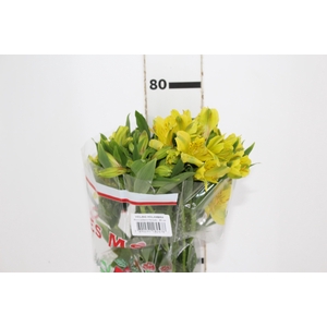 ALSTROEMERIA SUNNY LADY 080 CM