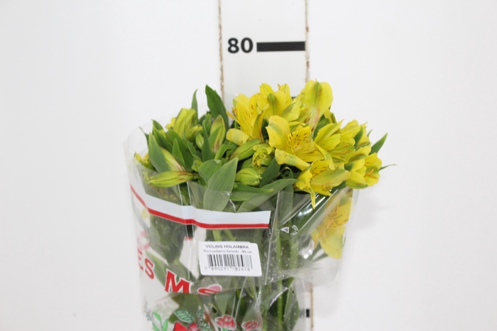 <h4>ALSTROEMERIA SUNNY LADY 080 CM</h4>