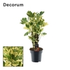 Croton Eburneum vertakt (Decorum)