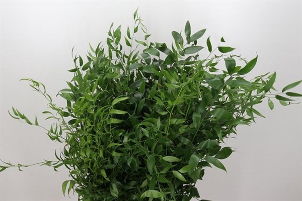 <h4>RUSCUS ACULEATUS</h4>