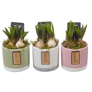 PTMB6307 Arrangement Muscari Blue in keramiek mix