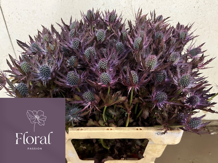 <h4>ERYN PL OV KLB H%</h4>