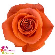 <h4>R Gr Carnelian Orange 60cm EC</h4>