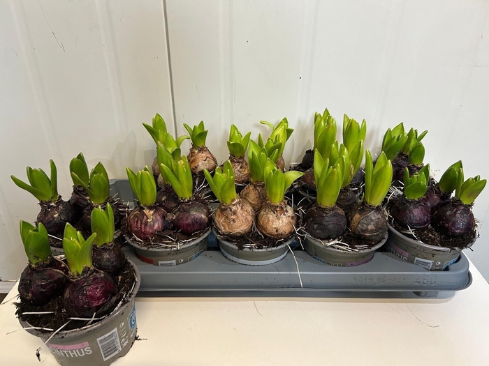 <h4>HYACIN PEAR GEM 4 KL</h4>