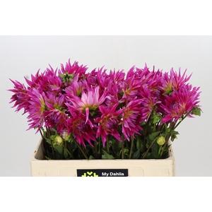Dahlia Electric Light