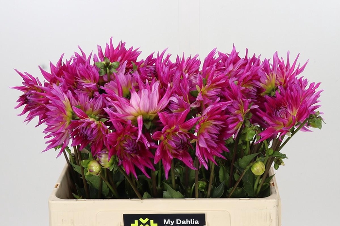 <h4>Dahlia Electric Light</h4>