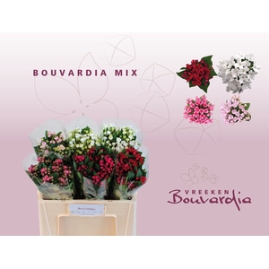 Bouvardia do exclusive mix in bucket