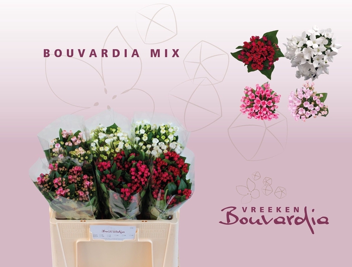 <h4>Bouvardia do exclusive mix in bucket</h4>