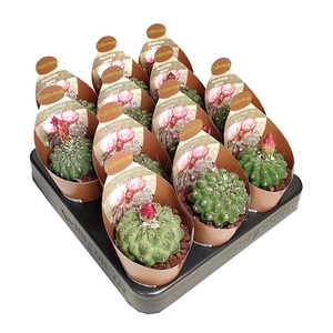 NEOPORTERIA NAPINA - POT Ø 6,5 - COLLECTION WITH POTCOVER (CACTUS)