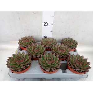 Echeveria   ...