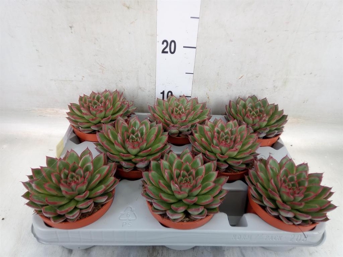 <h4>Echeveria   ...</h4>