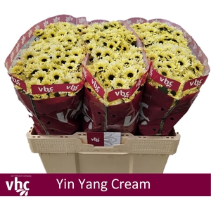 CHR S YIN YANG CREAM