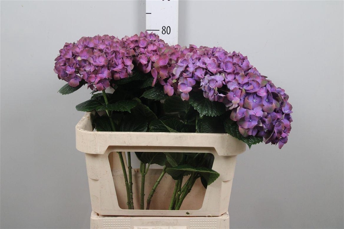 <h4>Hydr M My Inferno</h4>