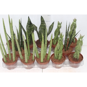 SANSEVIERA MINI MIX P10