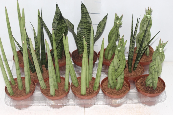 <h4>SANSEVIERA MINI MIX P10</h4>