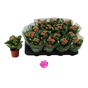 KALAN CALAN NANDO PINK P7