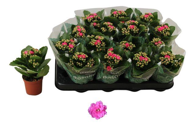 <h4>KALAN CALAN NANDO PINK P7</h4>