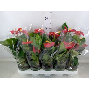 Anthurium andr. 'Royal Champion'