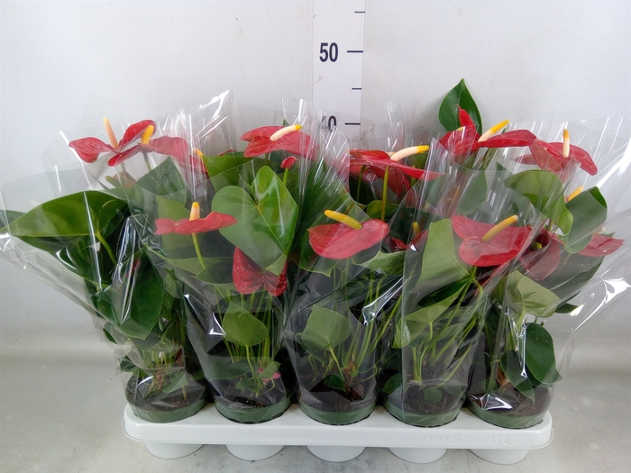 <h4>Anthurium andr. 'Royal Champion'</h4>