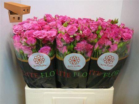 <h4>R Tr Lianne</h4>