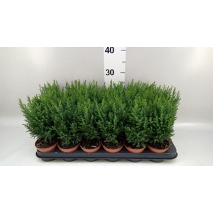Chamaecyparis laws. 'Ellwoodii'