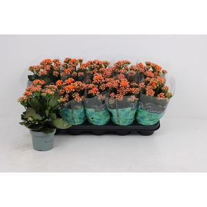 KAL GE PERFECTA ORAN