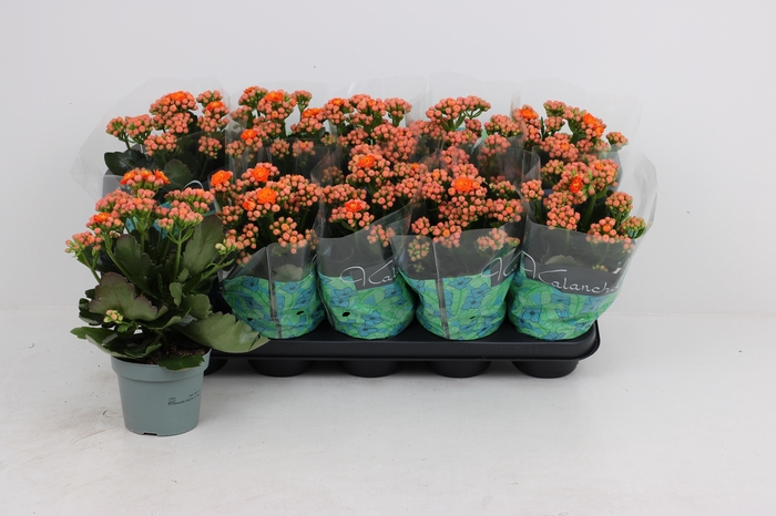 <h4>KAL GE PERFECTA ORAN</h4>