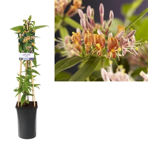 Lonicera henryi +light label