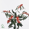 Euphorbia sp queen orange