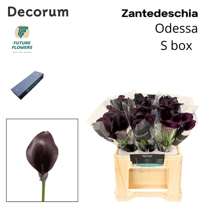 <h4>ZANT ODESSA SMALL BOX 40 CM</h4>